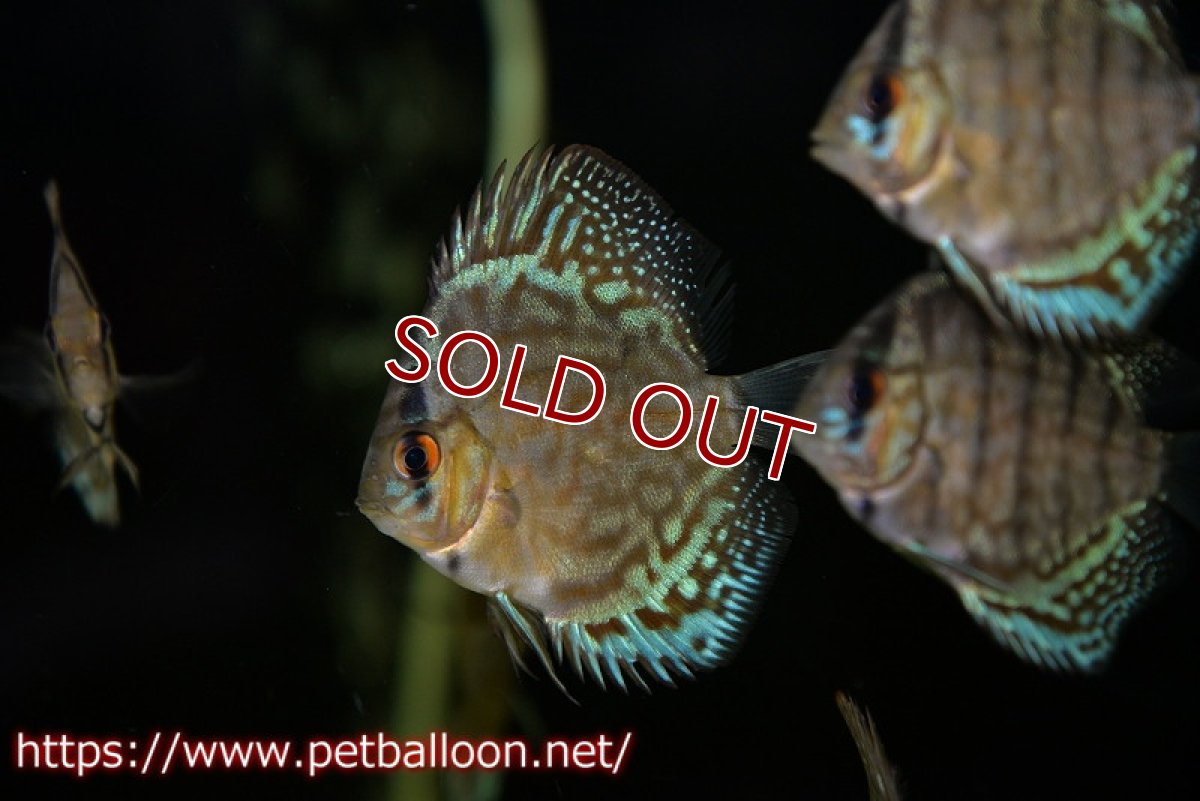 画像2: 【ディスカス】【通販】【国産ブリード】オールドジャックワットレーセルーリア3匹【サンプル画像】4-5ｃｍ（生体） (2)