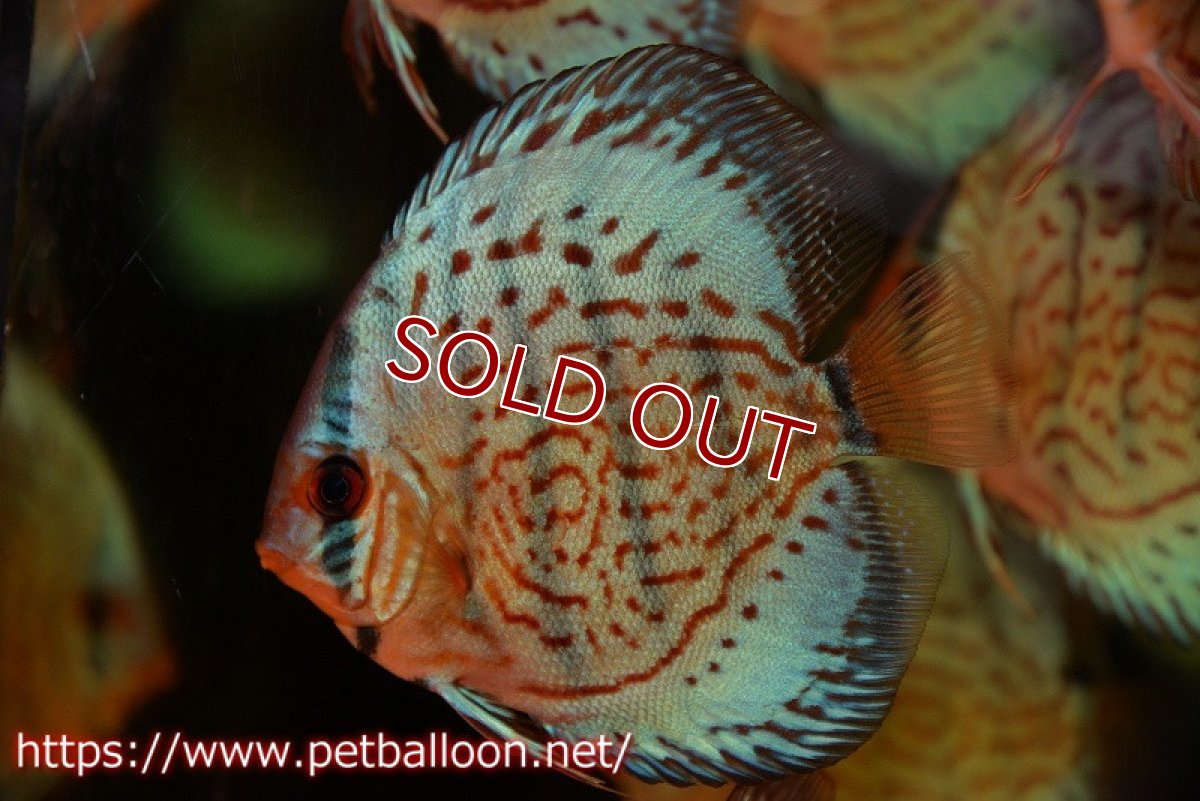 画像2: 【ディスカス】【ディスカス】【通販】【国産ブリード】プレミアムセルーリア♂×オールドタイプ第三系統♀（F2）3匹【サンプル画像】10-11cm（生体）国産ディスカス (2)