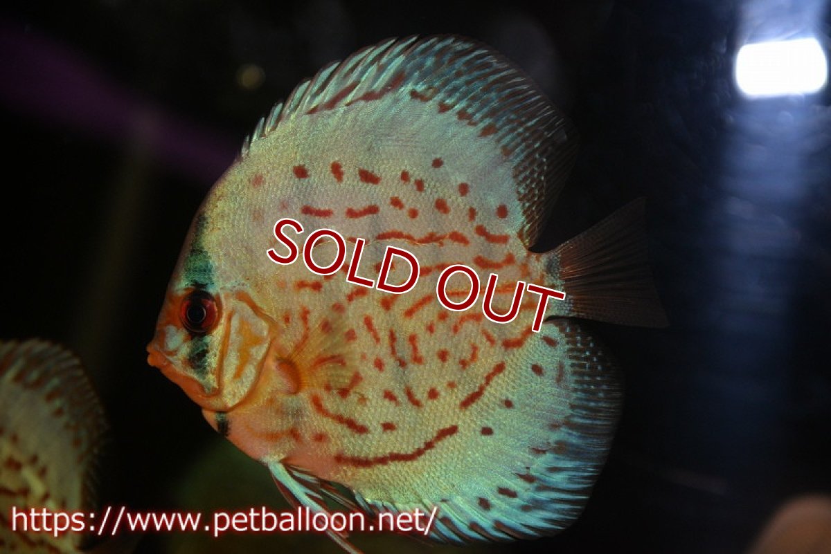 画像3: 【ディスカス】【ディスカス】【通販】【国産ブリード】プレミアムセルーリア♂×オールドタイプ第三系統♀（F2）3匹【サンプル画像】10-11cm（生体）国産ディスカス (3)