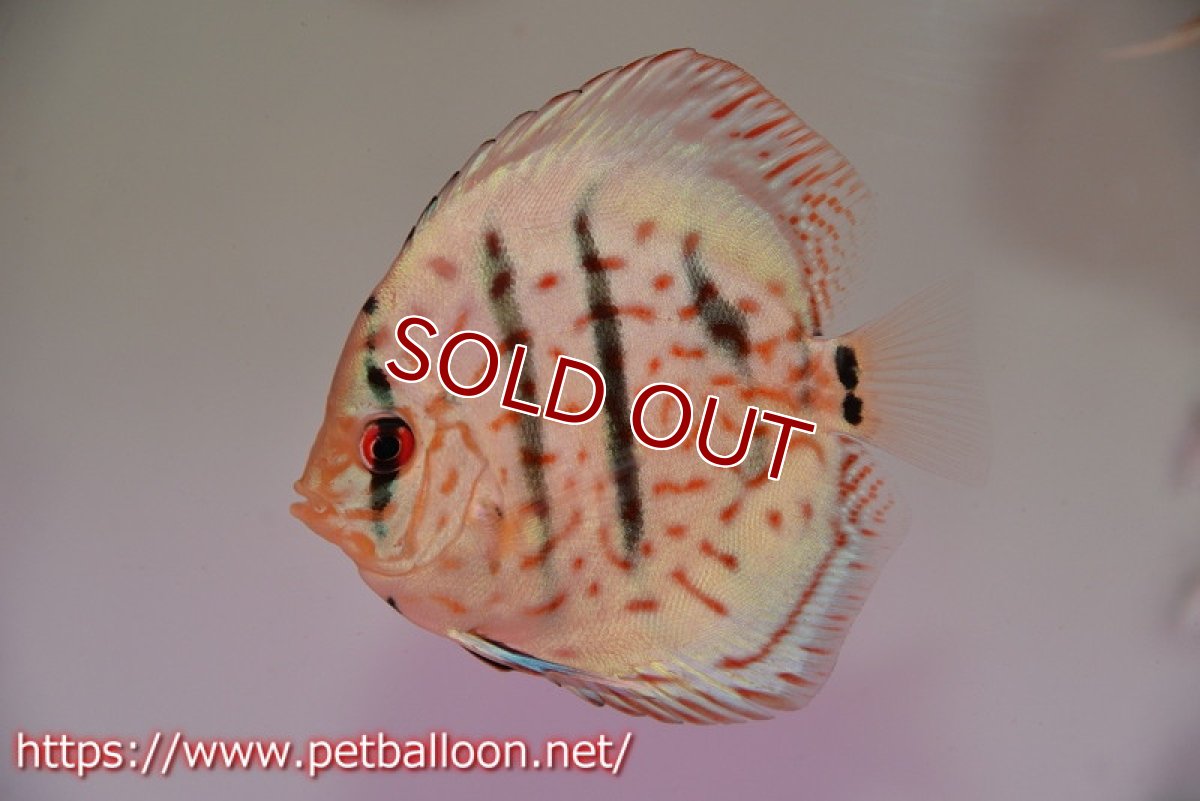 画像2: 【ディスカス】【通販】スーパーブリリアント1匹【サンプル画像】8-9cm（生体） (2)