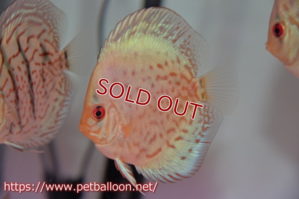 画像3: 【ディスカス】【通販】スーパーブリリアント5匹【サンプル画像】8-9cm（生体） (3)