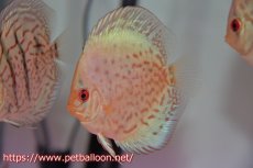 画像3: 【ディスカス】【通販】スーパーブリリアント5匹【サンプル画像】8-9cm（生体） (3)