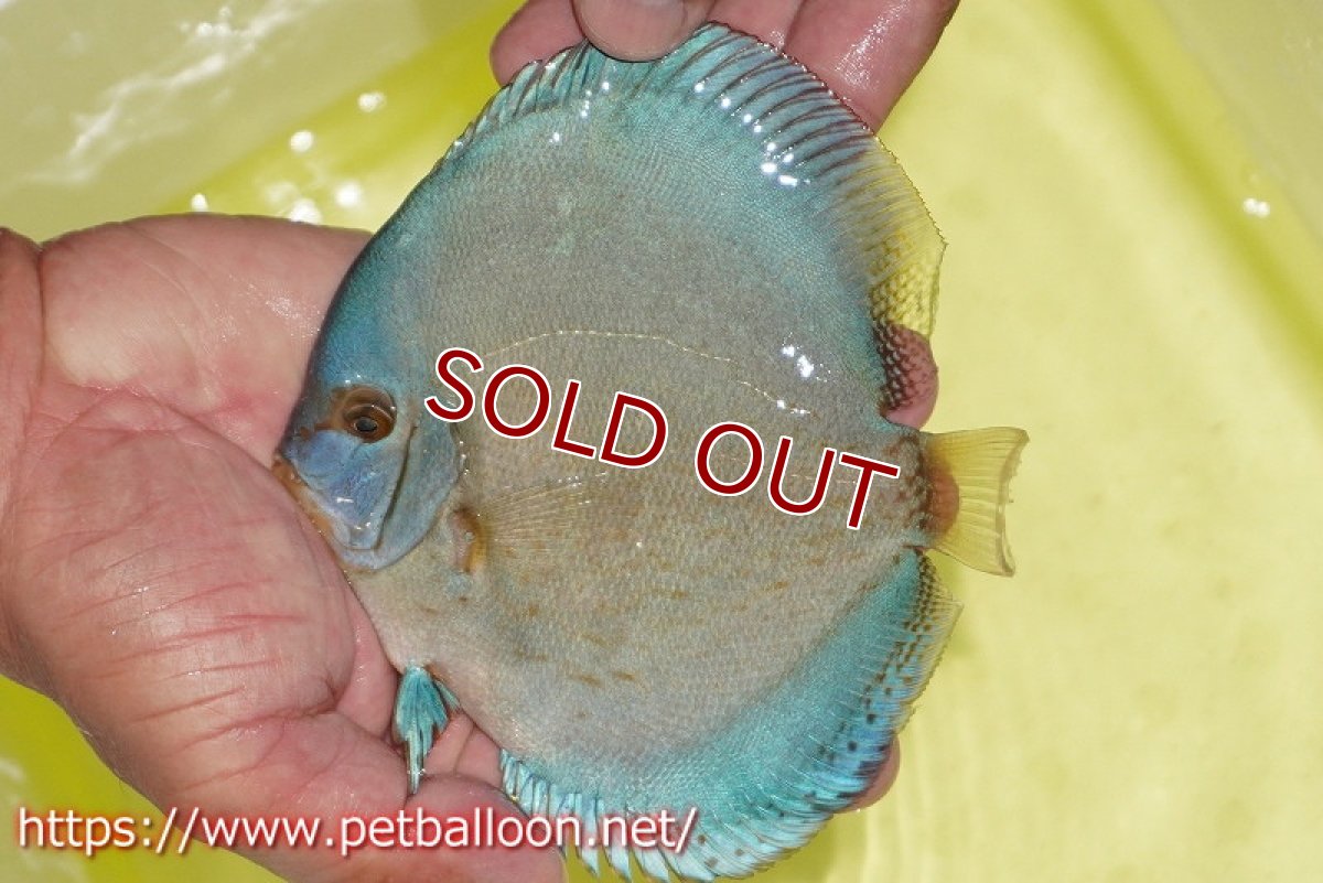 画像3: 【ディスカス】【通販】フルカラージャイアントコバルト（ハイフォーム）1匹【サンプル画像】12-13cm（生体）マレーシア　NAディスカスファーム (3)