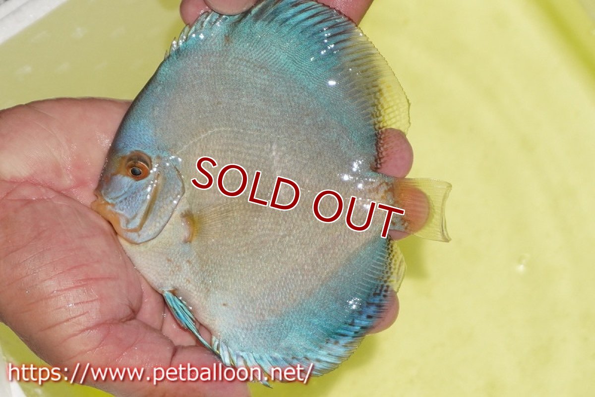 画像4: 【ディスカス】【通販】フルカラージャイアントコバルト（ハイフォーム）1匹【サンプル画像】12-13cm（生体）マレーシア　NAディスカスファーム (4)