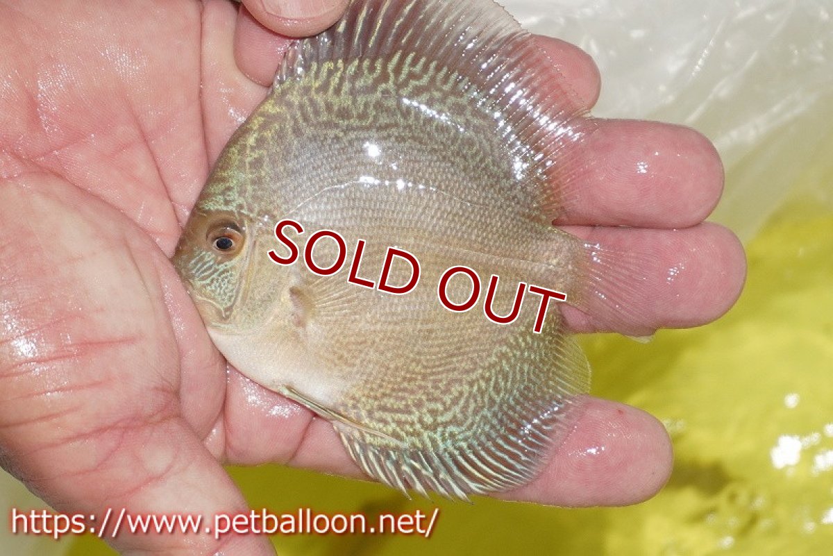 画像3: 【ディスカス】【通販】アルタムブルースネーク（ハイフォーム）1匹【サンプル画像】7-8cm（生体）マレーシア　NAディスカスファーム (3)