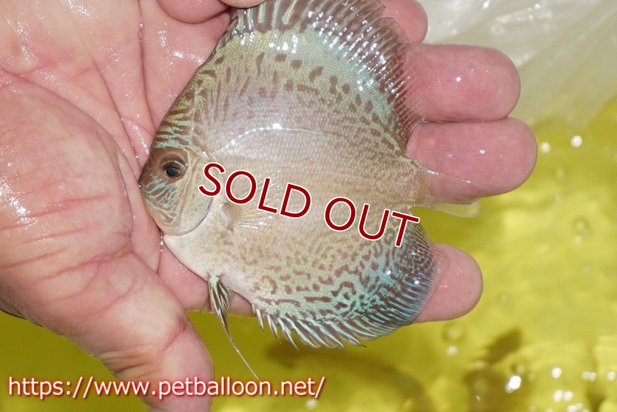 画像4: 【ディスカス】【通販】アルタムブルースネーク（ハイフォーム）5匹【サンプル画像】7-8cm（生体）マレーシア　NAディスカスファーム (4)