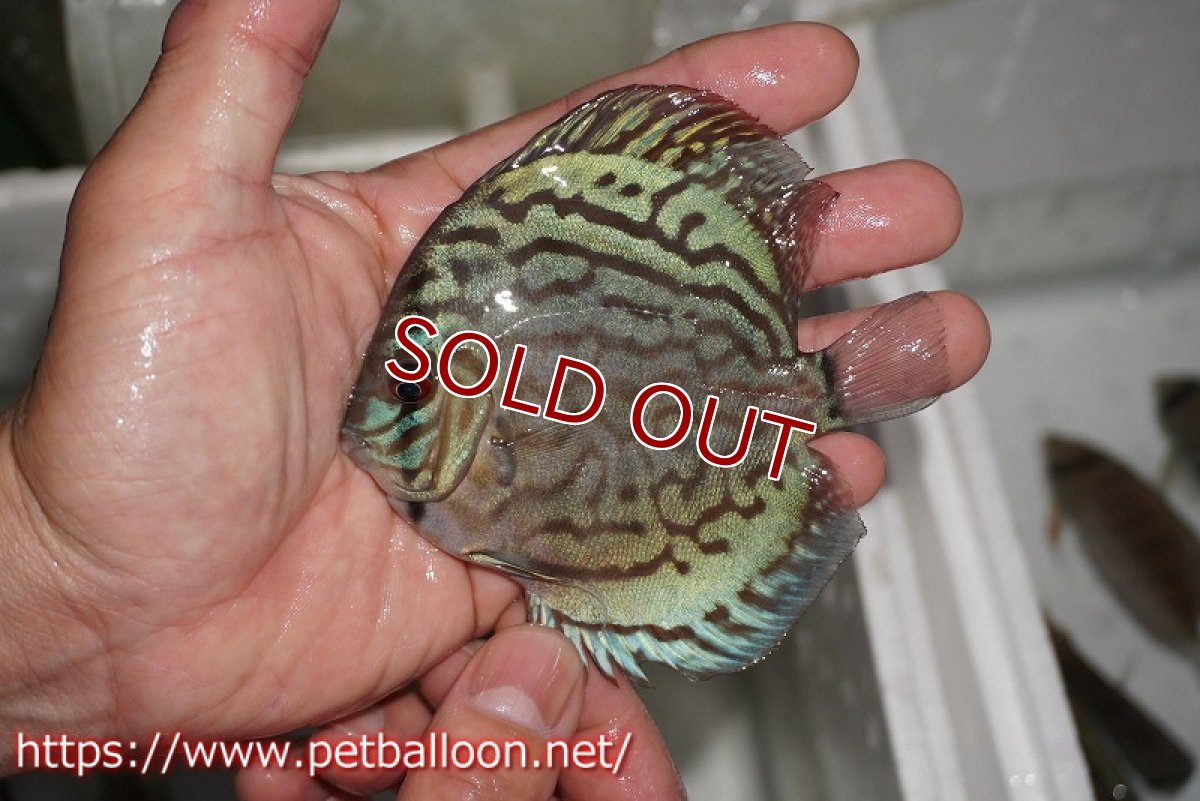 画像4: 【ディスカス】【通販】オールドジャックワットレーセルーリア8匹【サンプル画像】8-9cm（生体）【坂の極み　京の匠 直系 大阪筋】 (4)