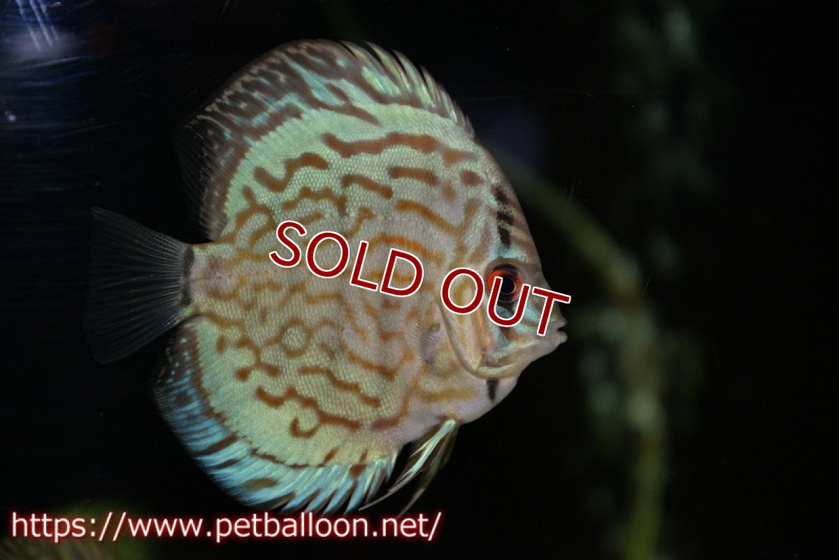 画像2: 【ディスカス】【通販】オールドジャックワットレーセルーリア5匹【サンプル画像】7-8cm（生体）【坂の極み　京の匠 直系 大阪筋】 (2)