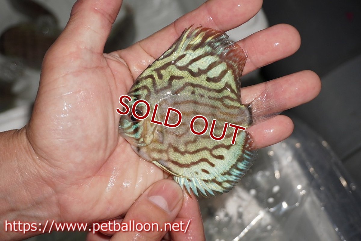 画像4: 【ディスカス】【通販】オールドジャックワットレーセルーリア5匹【サンプル画像】7-8cm（生体）【坂の極み　京の匠 直系 大阪筋】 (4)