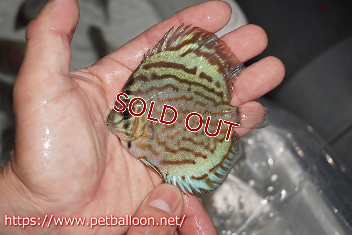 画像3: 【ディスカス】【通販】オールドジャックワットレーセルーリア10匹【サンプル画像】7-8cm（生体）【坂の極み　京の匠 直系 大阪筋】 (3)