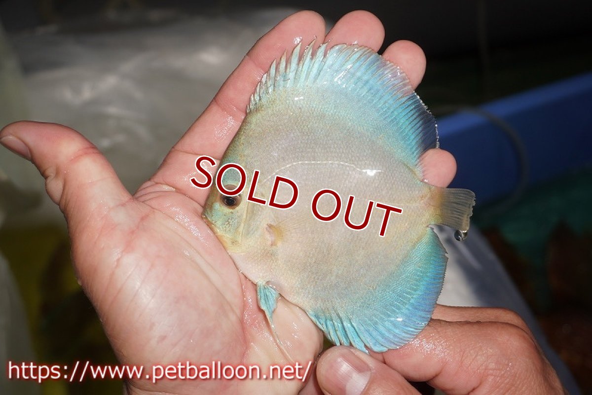 画像3: 【ディスカス】【通販】ハイボディスーパーブルーダイヤモンド1匹【サンプル画像】9cm（生体）マレーシア　NAディスカスファーム (3)