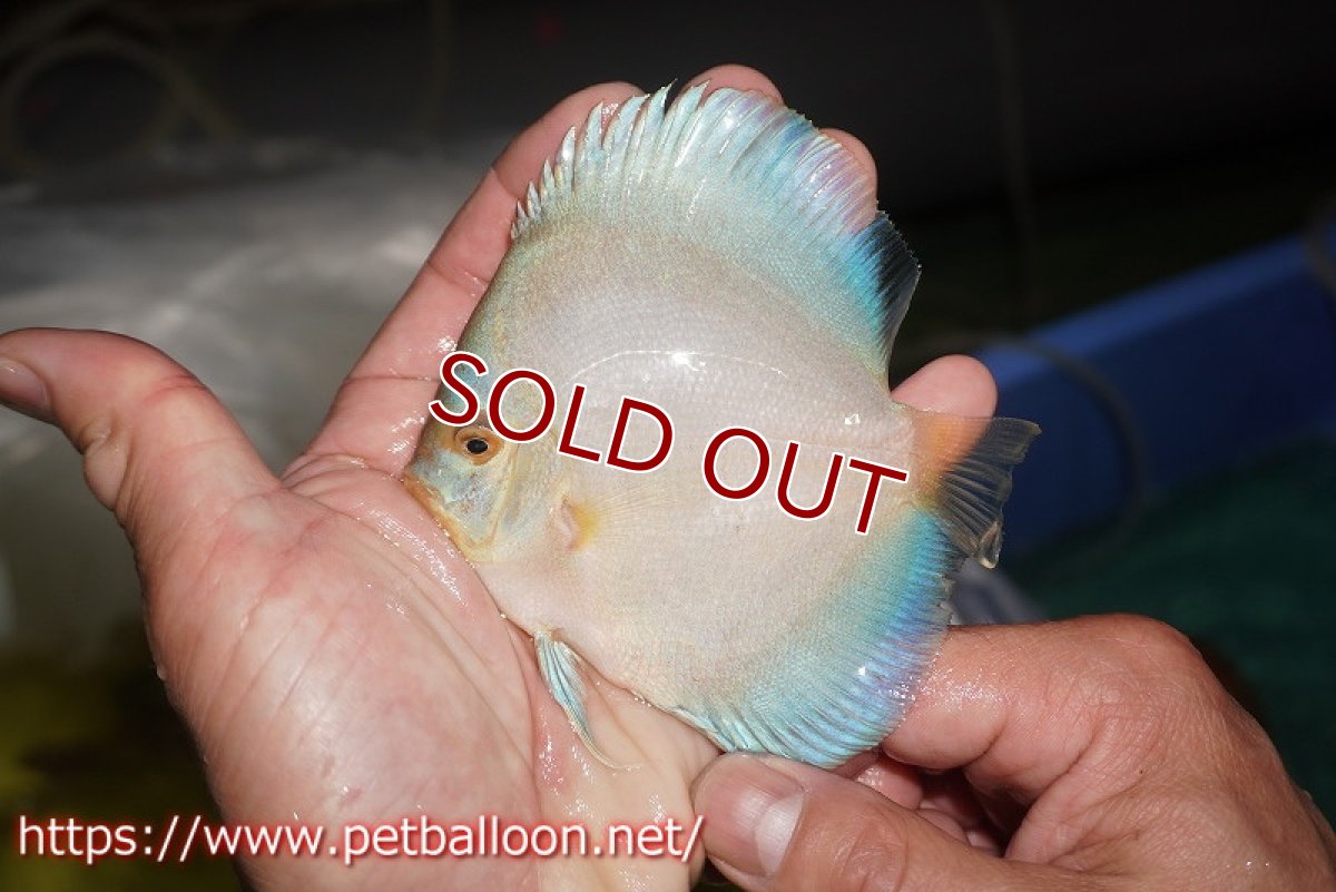 画像4: 【ディスカス】【通販】ハイボディスーパーブルーダイヤモンド3匹【サンプル画像】9cm（生体）マレーシア　NAディスカスファーム (4)