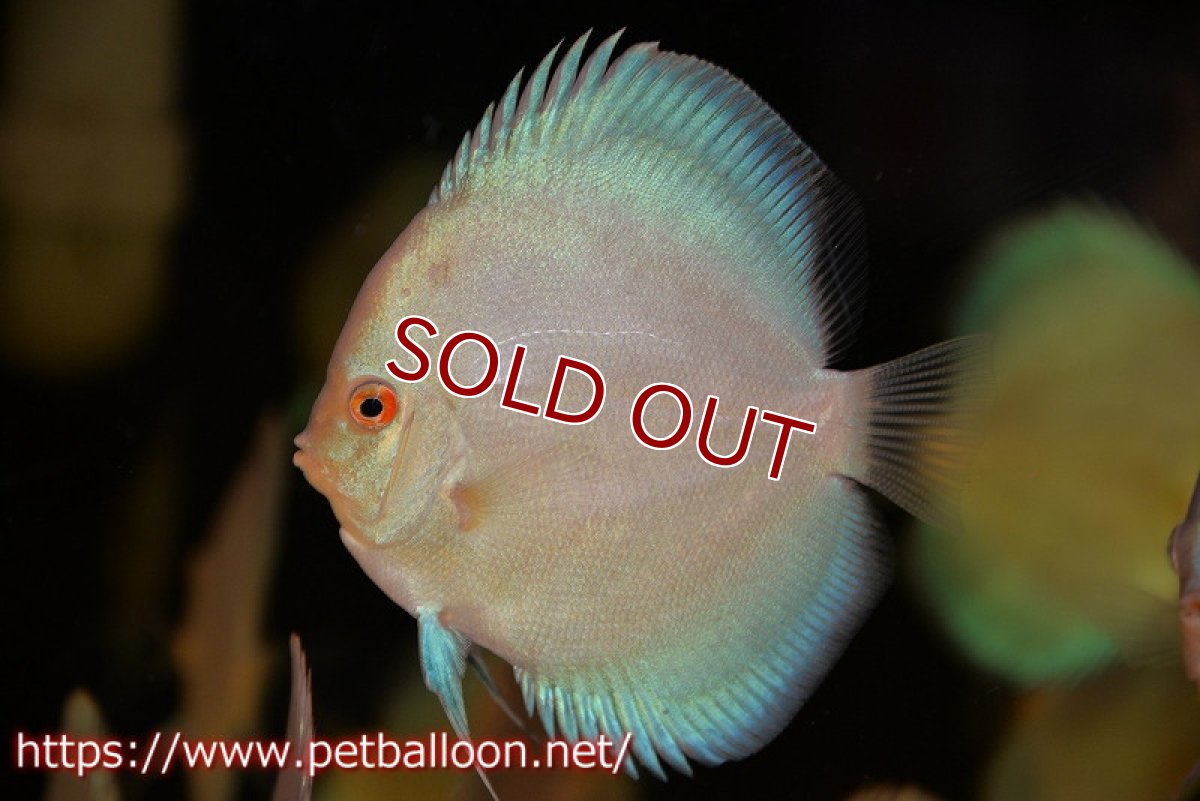 画像2: 【ディスカス】【通販】ハイボディスーパーブルーダイヤモンド5匹【サンプル画像】9cm（生体）マレーシア　NAディスカスファーム (2)