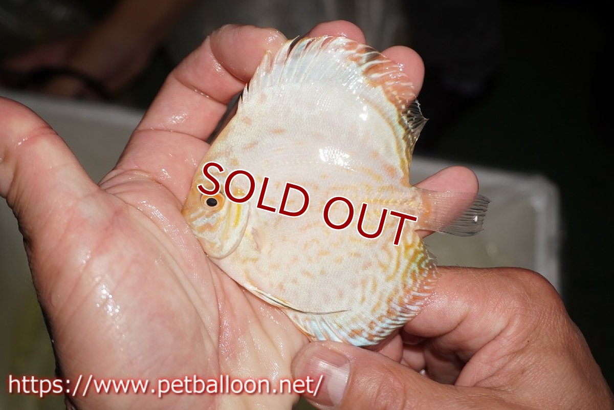 画像4: 【ディスカス】【通販】ホワイトバタフライ（ハイフォーム）1匹【サンプル画像】8-9cm（生体）マレーシア　NAディスカスファーム (4)