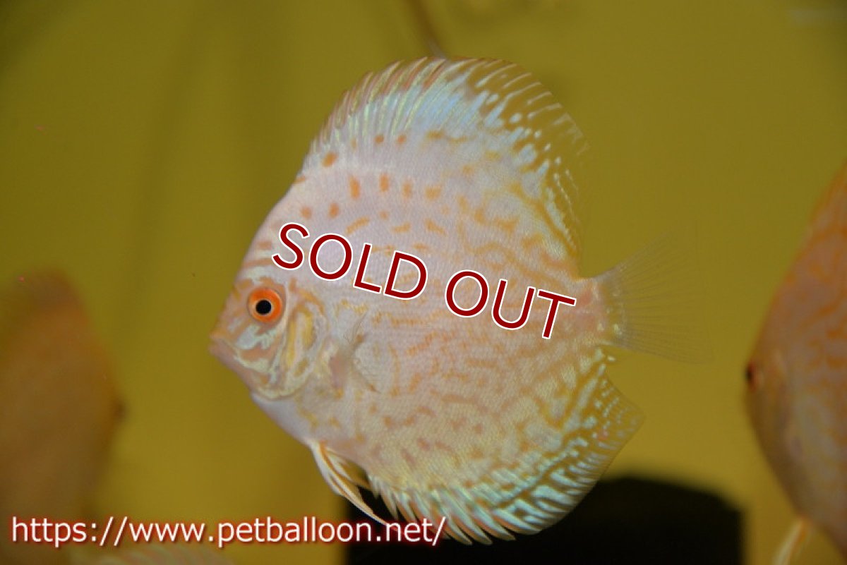 画像2: 【ディスカス】【通販】ホワイトバタフライ（ハイフォーム）3匹【サンプル画像】8-9cm（生体）マレーシア　NAディスカスファーム (2)