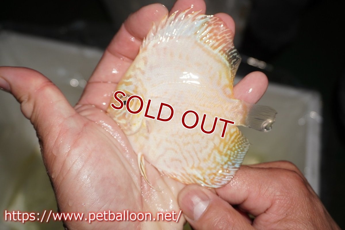 画像3: 【ディスカス】【通販】ホワイトバタフライ（ハイフォーム）5匹【サンプル画像】8-9cm（生体）マレーシア　NAディスカスファーム (3)