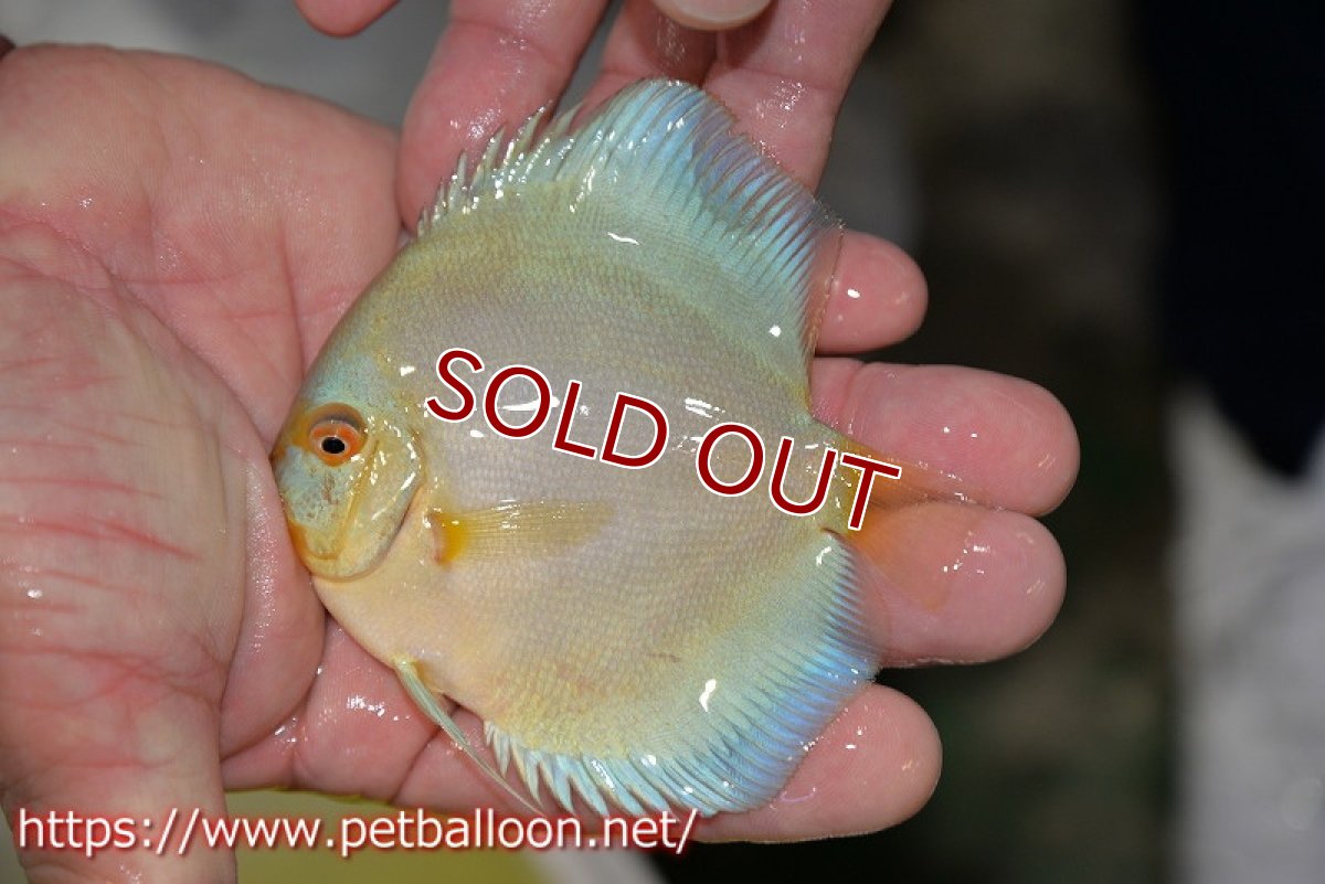 画像3: 【ディスカス】【通販】ハイボディスーパーブルーダイヤモンド3匹【サンプル画像】8-9cm（生体）マレーシア　NAディスカスファーム (3)