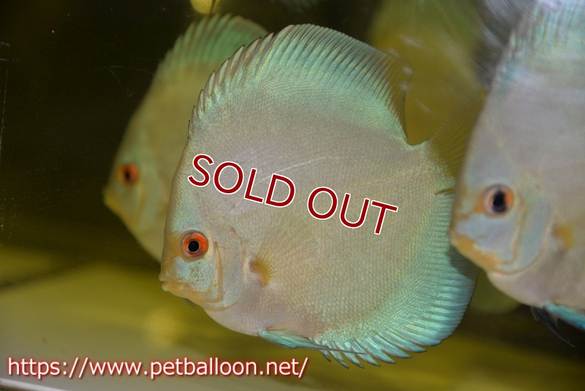 画像2: 【ディスカス】【通販】ハイボディスーパーブルーダイヤモンド5匹【サンプル画像】8-9cm（生体）マレーシア　NAディスカスファーム (2)