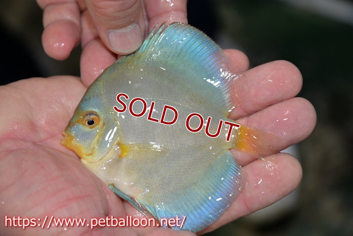 画像4: 【ディスカス】【通販】ハイボディスーパーブルーダイヤモンド5匹【サンプル画像】8-9cm（生体）マレーシア　NAディスカスファーム (4)