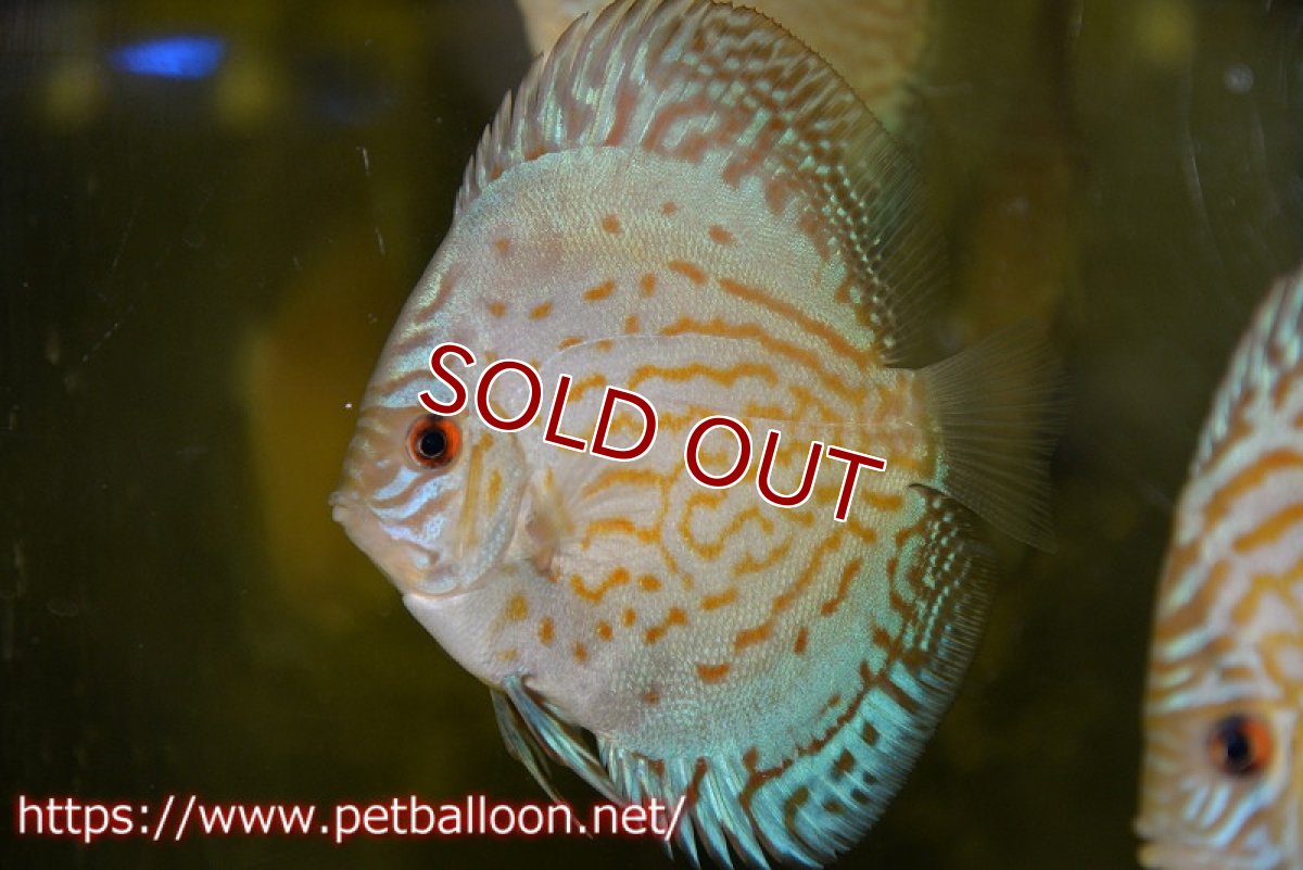 画像1: 【ディスカス】【ディスカス】【通販】ジャイアントロイヤルブリリアント（ハイフォーム）1匹【サンプル画像】8-9cm（生体）マレーシア　NAディスカスファーム (1)