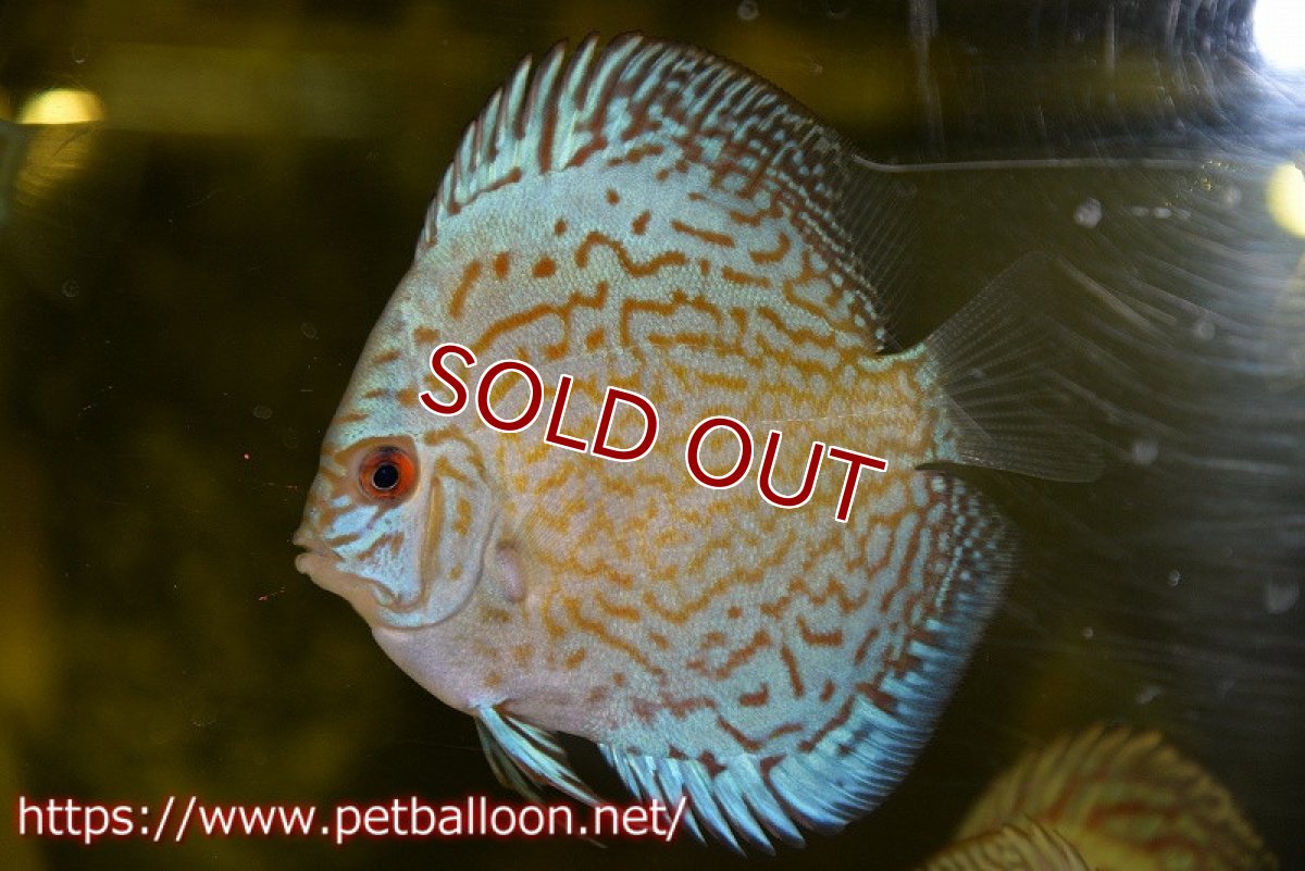 画像2: 【ディスカス】【ディスカス】【通販】ジャイアントロイヤルブリリアント（ハイフォーム）3匹【サンプル画像】8-9cm（生体）マレーシア　NAディスカスファーム (2)