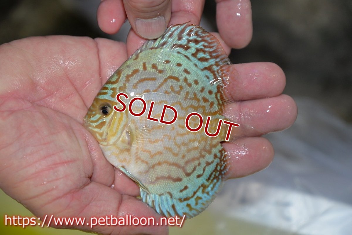 画像3: 【ディスカス】【ディスカス】【通販】ジャイアントロイヤルブリリアント（ハイフォーム）3匹【サンプル画像】8-9cm（生体）マレーシア　NAディスカスファーム (3)