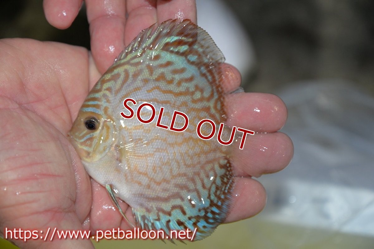 画像4: 【ディスカス】【ディスカス】【通販】ジャイアントロイヤルブリリアント（ハイフォーム）3匹【サンプル画像】8-9cm（生体）マレーシア　NAディスカスファーム (4)