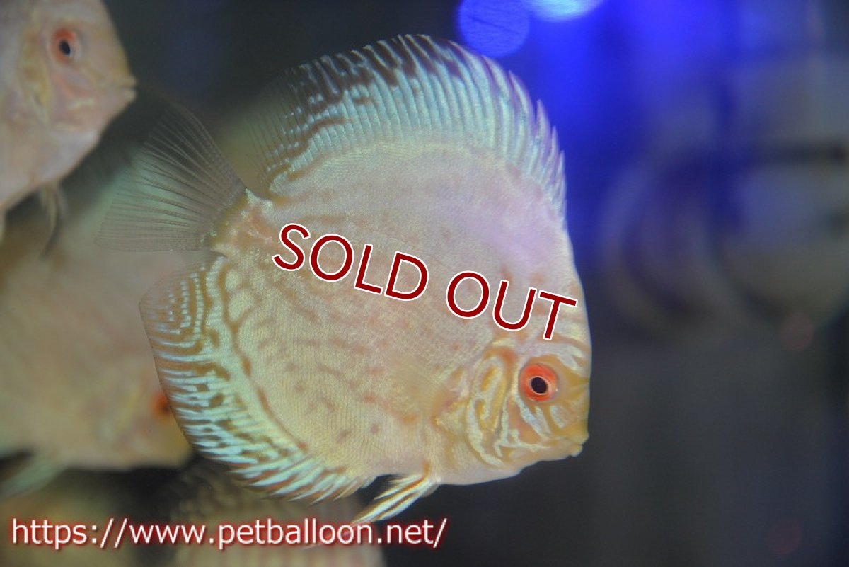 画像2: 【ディスカス】【通販】ホワイトバタフライ1匹【サンプル画像】7cm（生体）マレーシア　NAディスカスファーム (2)