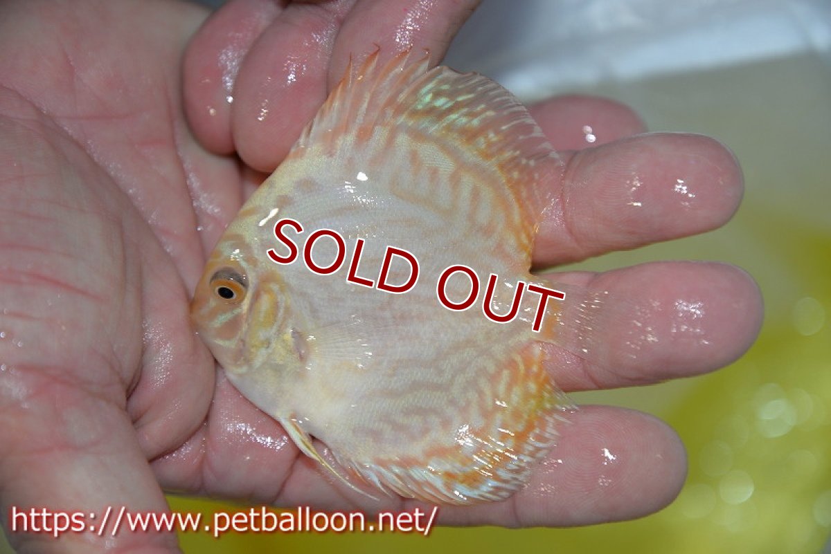 画像3: 【ディスカス】【通販】ホワイトバタフライ1匹【サンプル画像】7cm（生体）マレーシア　NAディスカスファーム (3)