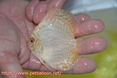 画像3: 【ディスカス】【通販】ホワイトバタフライ3匹【サンプル画像】7cm（生体）マレーシア　NAディスカスファーム (3)