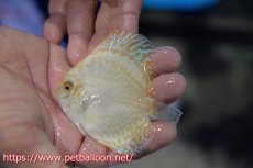 画像4: 【ディスカス】【通販】ホワイトバタフライ3匹【サンプル画像】7cm（生体）マレーシア　NAディスカスファーム (4)