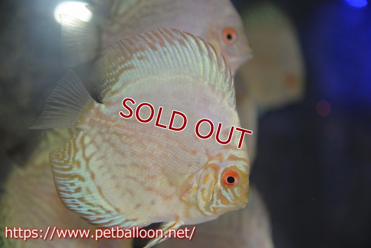 画像1: 【ディスカス】【通販】ホワイトバタフライ5匹【サンプル画像】7cm（生体）マレーシア　NAディスカスファーム (1)