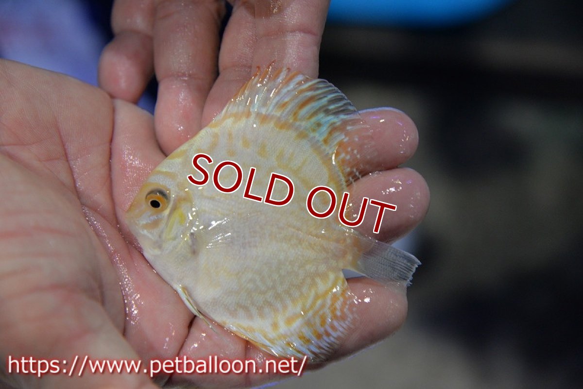 画像4: 【ディスカス】【通販】ホワイトバタフライ5匹【サンプル画像】7cm（生体）マレーシア　NAディスカスファーム (4)