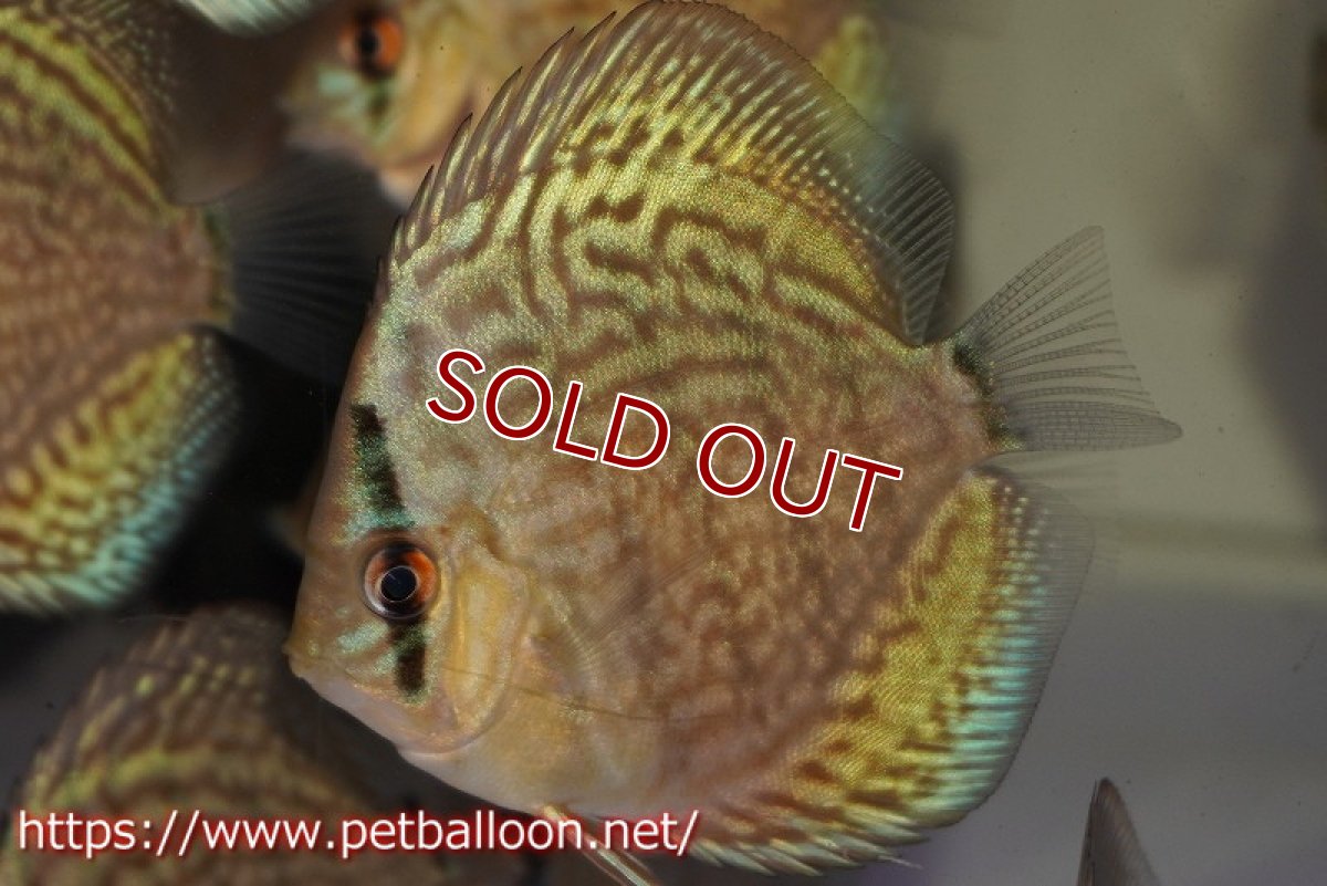 画像2: 【ディスカス】【通販】【国産ブリード】プレミアムセルーリア3匹【サンプル画像】6-7cm（生体）国産ディスカス (2)