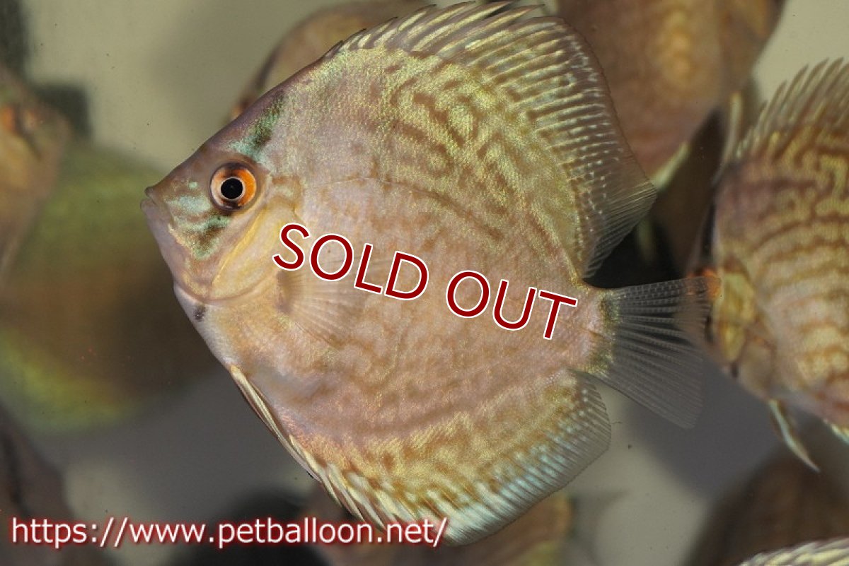 画像3: 【ディスカス】【通販】【国産ブリード】プレミアムセルーリア3匹【サンプル画像】6-7cm（生体）国産ディスカス (3)