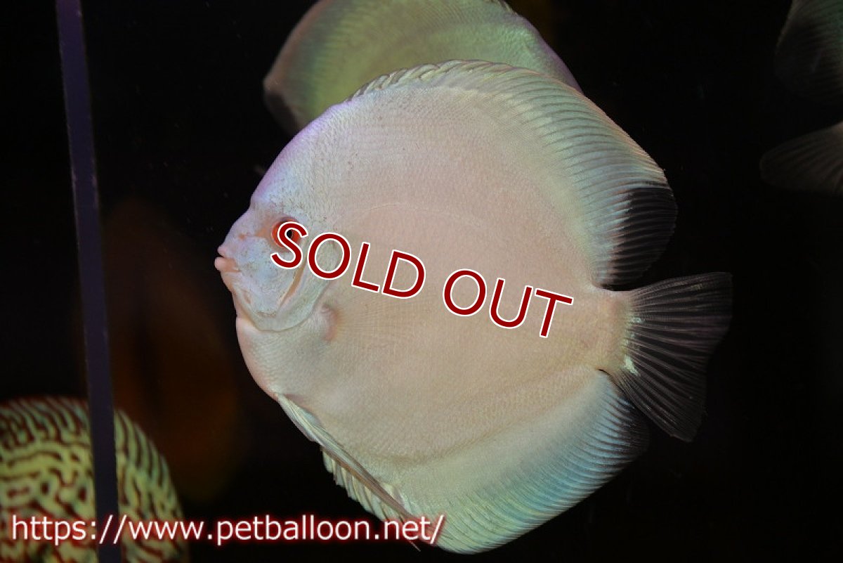 画像1: 【ディスカス】【通販】【初入荷マレーシア屈指のファーム】ハイボディスーパーブルーダイヤモンド【サンプル画像】14cm （生体）【マレーシア　PERMAI KENCANAディスカスファーム　Winson氏　】 (1)