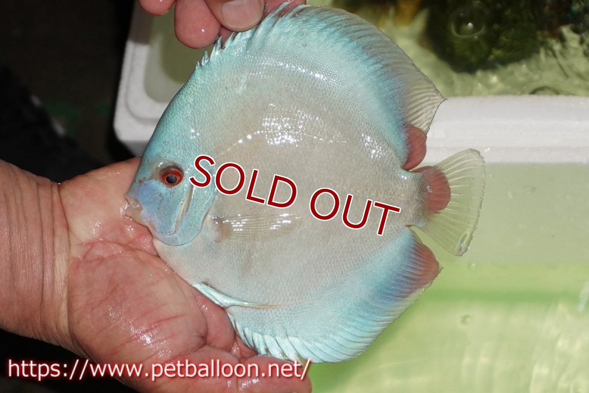 画像3: 【ディスカス】【通販】【初入荷マレーシア屈指のファーム】ハイボディスーパーブルーダイヤモンド【サンプル画像】14cm （生体）【マレーシア　PERMAI KENCANAディスカスファーム　Winson氏　】 (3)