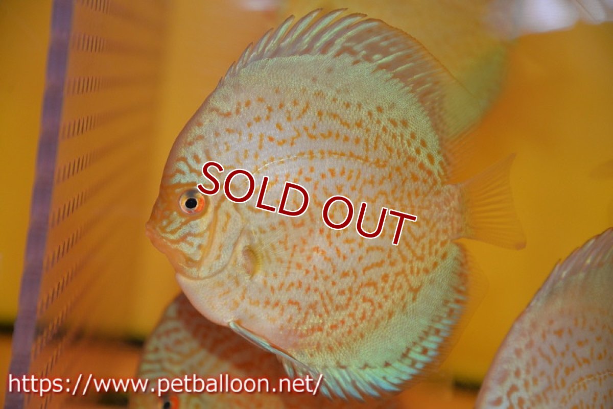 画像2: 【ディスカス】【通販】スポテッドロイヤルブルーサクラ（ハイフォーム）1匹【サンプル画像】10-11cm（生体）マレーシア　NAディスカスファーム (2)
