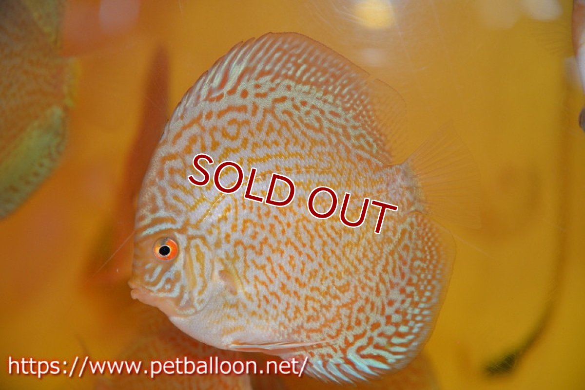 画像3: 【ディスカス】【通販】スポテッドロイヤルブルーサクラ（ハイフォーム）1匹【サンプル画像】10-11cm（生体）マレーシア　NAディスカスファーム (3)