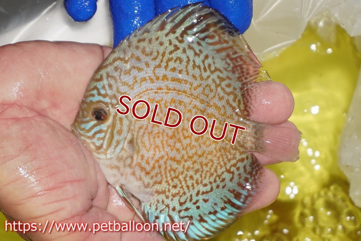画像5: 【ディスカス】【通販】スポテッドロイヤルブルーサクラ（ハイフォーム）1匹【サンプル画像】10-11cm（生体）マレーシア　NAディスカスファーム (5)