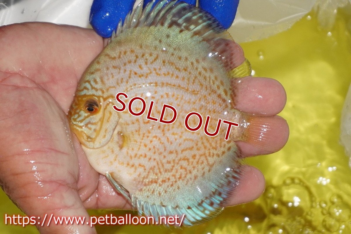 画像6: 【ディスカス】【通販】スポテッドロイヤルブルーサクラ（ハイフォーム）1匹【サンプル画像】10-11cm（生体）マレーシア　NAディスカスファーム (6)