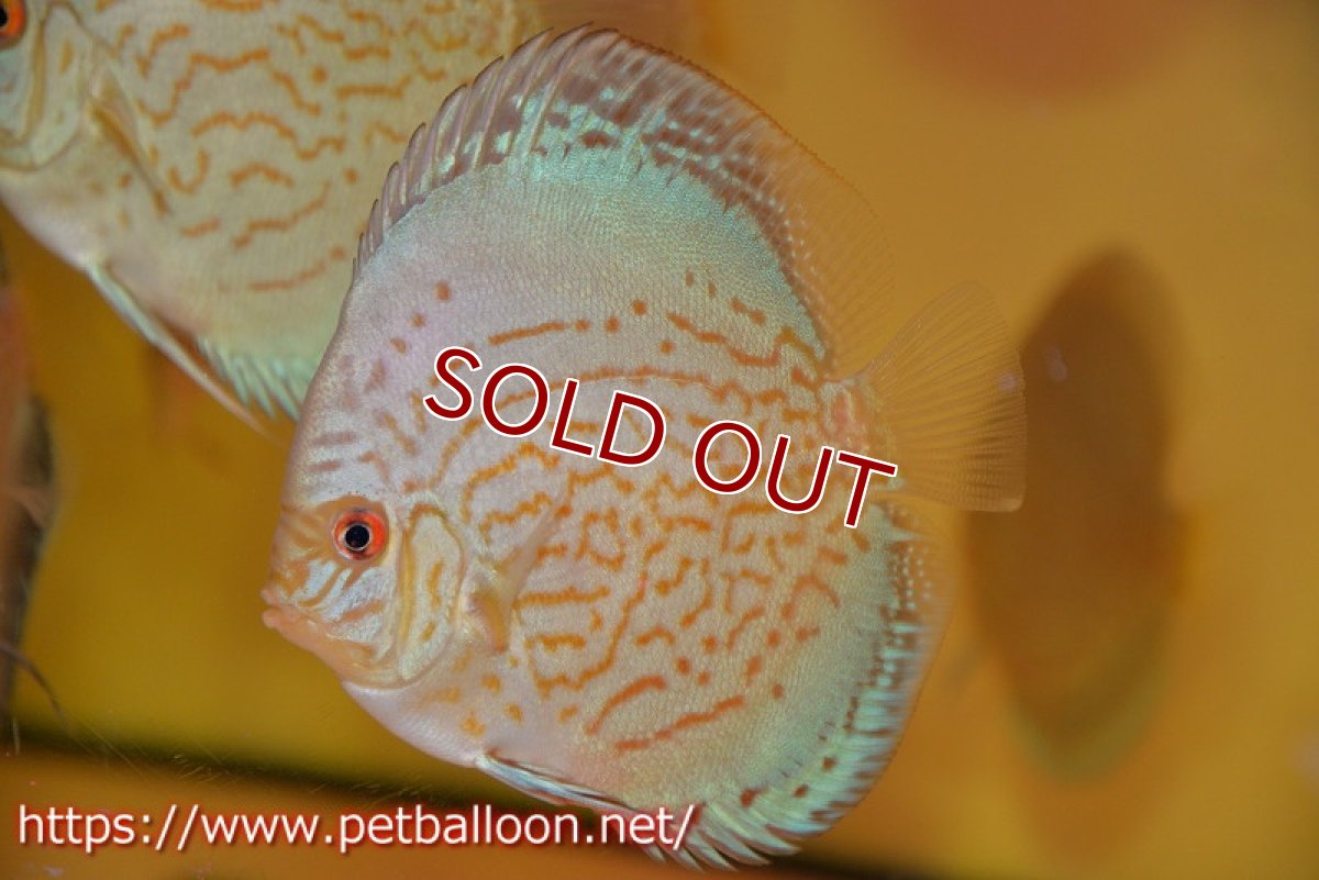 画像1: 【ディスカス】【通販】アルタムロイヤルブリリアント（ハイフォーム）1匹【サンプル画像】10-11cm（生体）マレーシア　NAディスカスファーム (1)