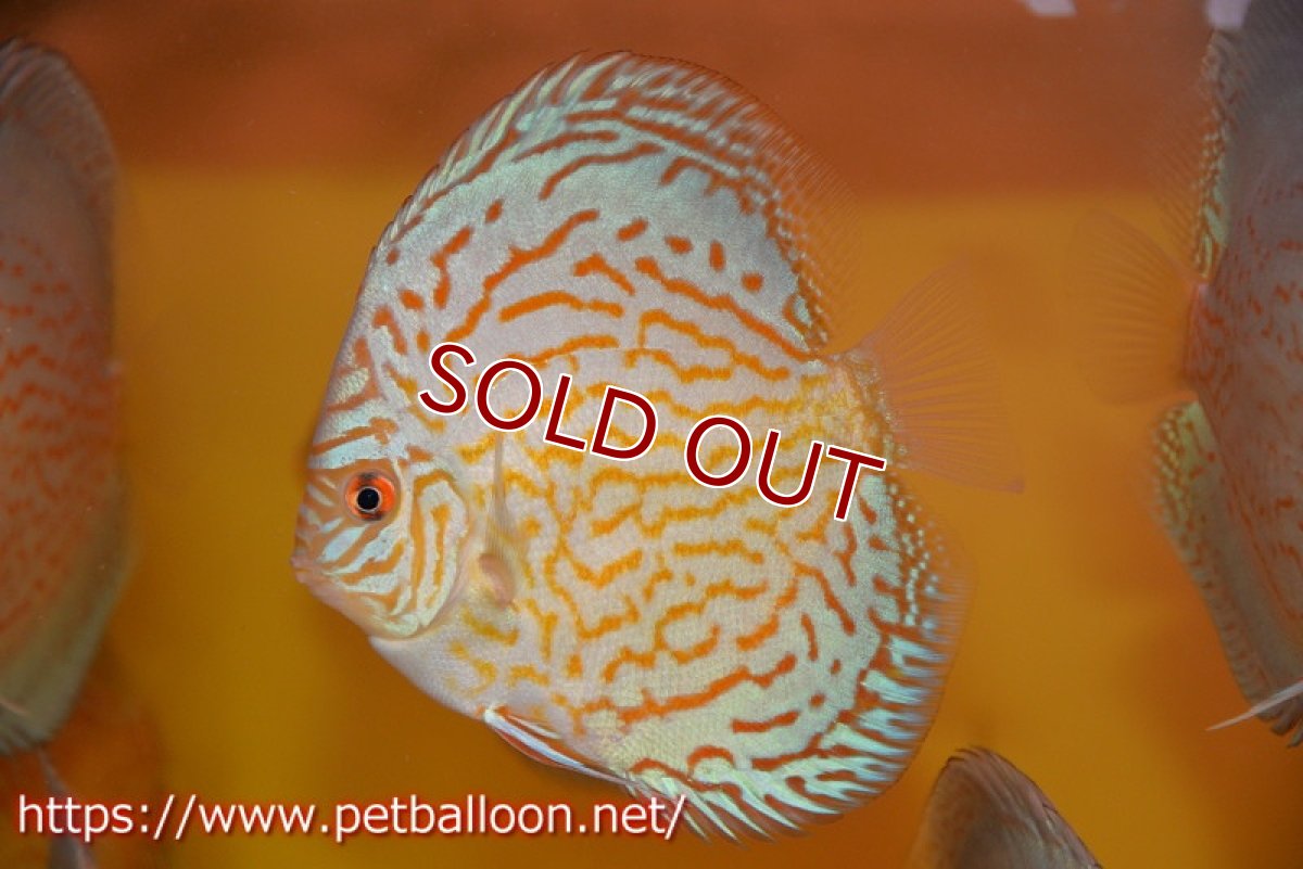 画像2: 【ディスカス】【通販】アルタムロイヤルブリリアント（ハイフォーム）1匹【サンプル画像】10-11cm（生体）マレーシア　NAディスカスファーム (2)