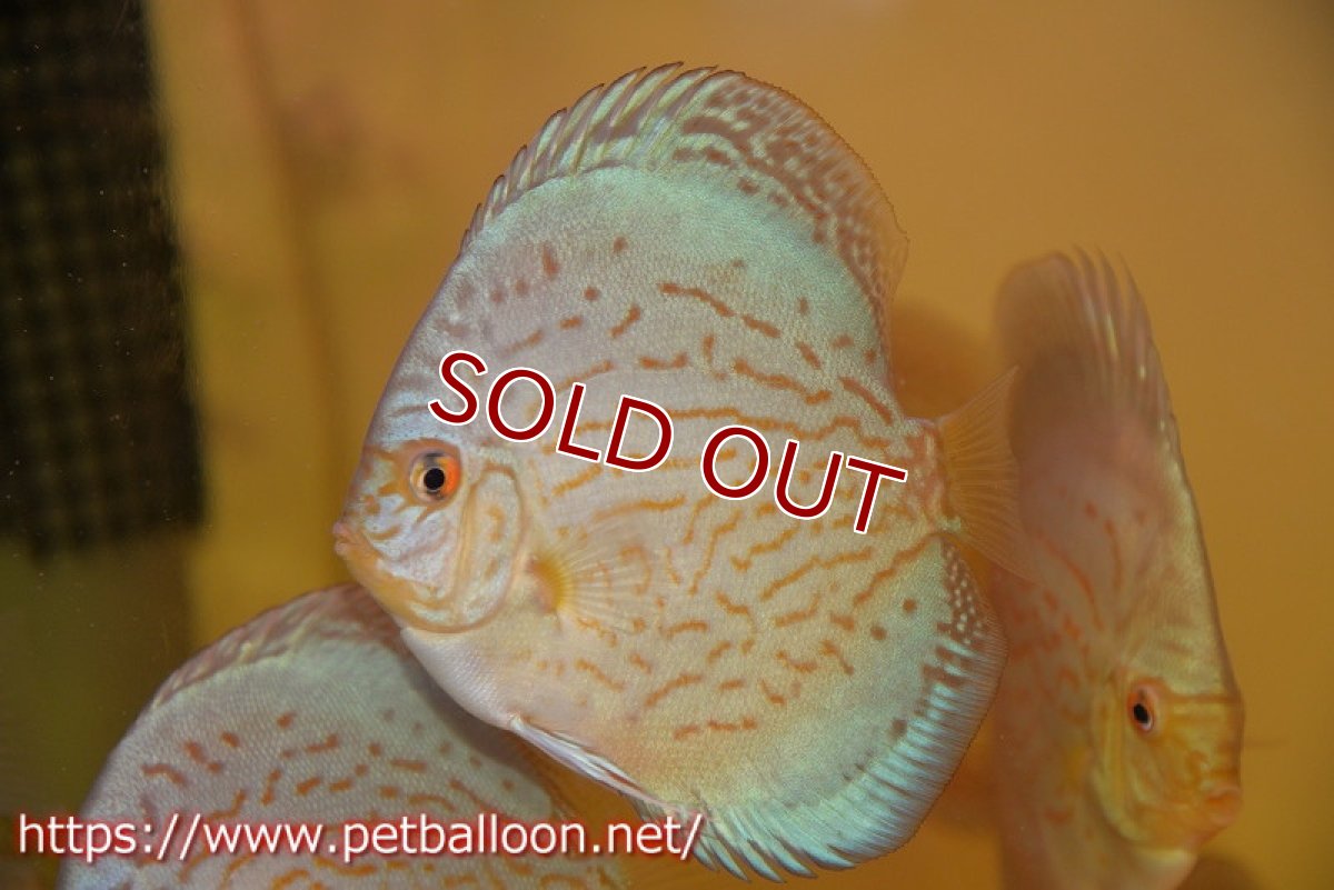 画像3: 【ディスカス】【通販】アルタムロイヤルブリリアント（ハイフォーム）1匹【サンプル画像】10-11cm（生体）マレーシア　NAディスカスファーム (3)
