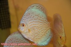 画像3: 【ディスカス】【通販】アルタムロイヤルブリリアント（ハイフォーム）1匹【サンプル画像】10-11cm（生体）マレーシア　NAディスカスファーム (3)