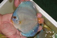 画像1: 【ディスカス】【通販】リフレクションDコバルト（ハイフォーム　フルカバータイプ）1匹【サンプル画像】（生体）マレーシア　NAディスカスファーム (1)