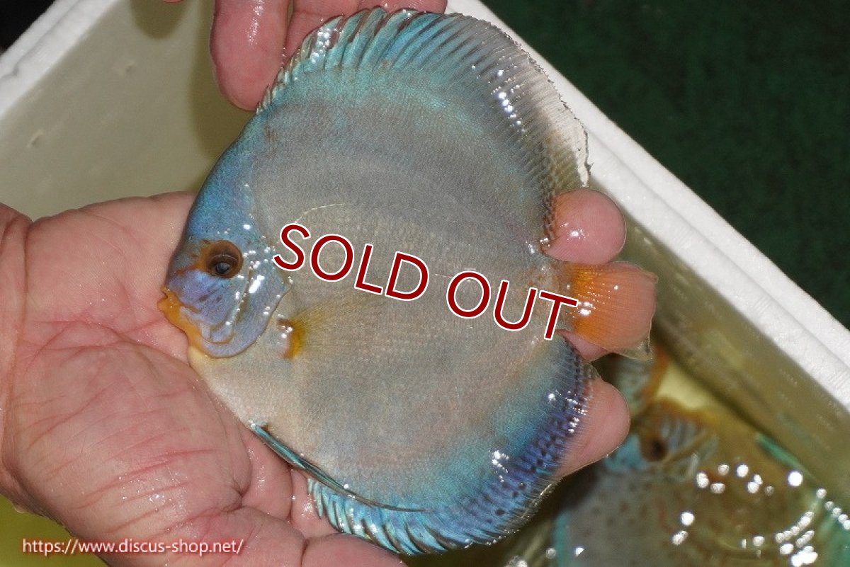 画像2: 【ディスカス】【通販】リフレクションDコバルト（ハイフォーム　フルカバータイプ）1匹【サンプル画像】（生体）マレーシア　NAディスカスファーム (2)