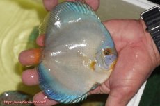 画像2: 【ディスカス】【通販】リフレクションDコバルト（ハイフォーム　フルカバータイプ）1匹【サンプル画像】（生体）マレーシア　NAディスカスファーム (2)