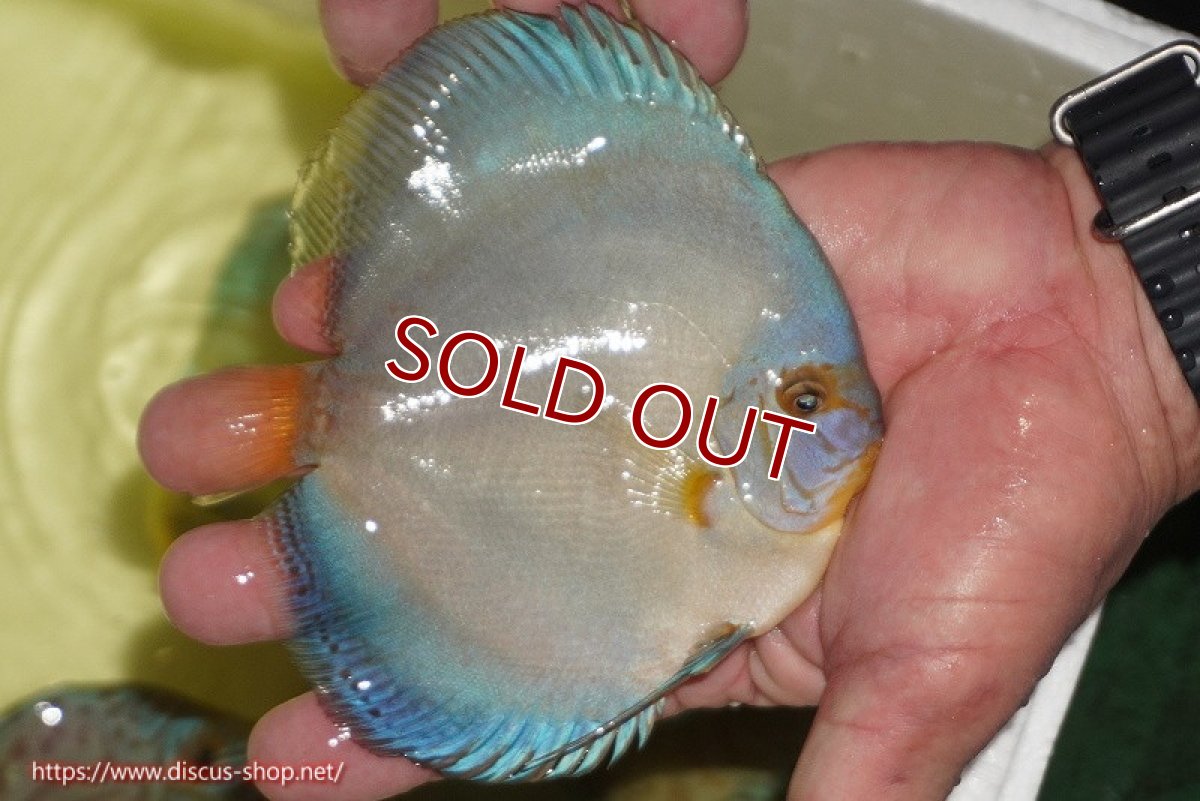 画像3: 【ディスカス】【通販】リフレクションDコバルト（ハイフォーム　フルカバータイプ）1匹【サンプル画像】（生体）マレーシア　NAディスカスファーム (3)