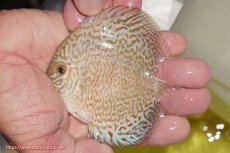 画像1: 【ディスカス】【通販】ブルーパールサクラ（ハイフォーム）1匹【サンプル画像】8-9cm（生体）マレーシア　NAディスカスファーム (1)